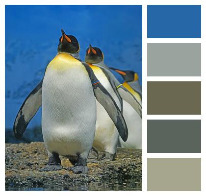 King Penguin Penguin Beaks Image